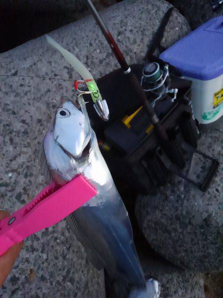 タチウオ復活か?