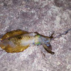 ケンサキエギング