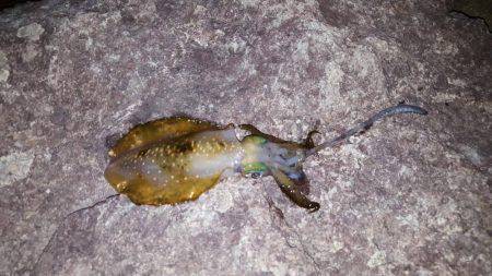 ケンサキエギング