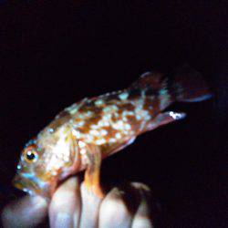 メバル探るも…