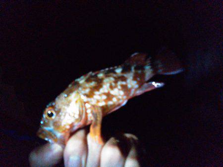 メバル探るも…