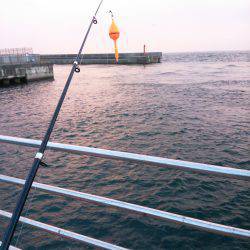 温泉裏でサビキ、のませ