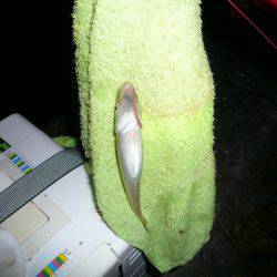 夜釣りから快適釣行