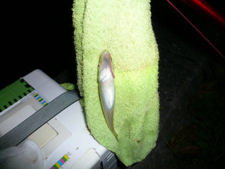 夜釣りから快適釣行