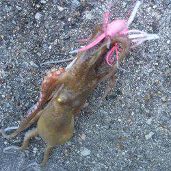 タチウオ狙いのハズが。。。