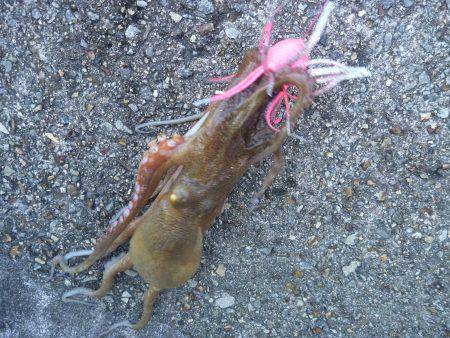 タチウオ狙いのハズが。。。