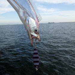 タチウオ連発♪