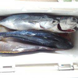 カッオ・・・・・良く引くは・・・pt2