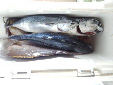 カッオ・・・・・良く引くは・・・pt2