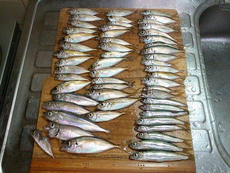 夕涼みのファミリーフィッシング