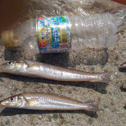 アオリイカ不発