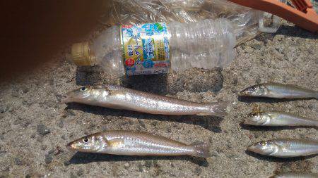 アオリイカ不発