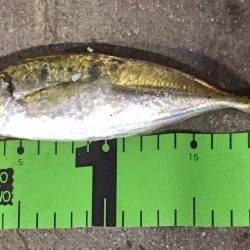 南風強・阪南アジング!