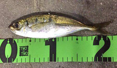 南風強・阪南アジング!