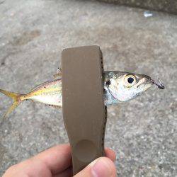 豆アジ→タチウオ