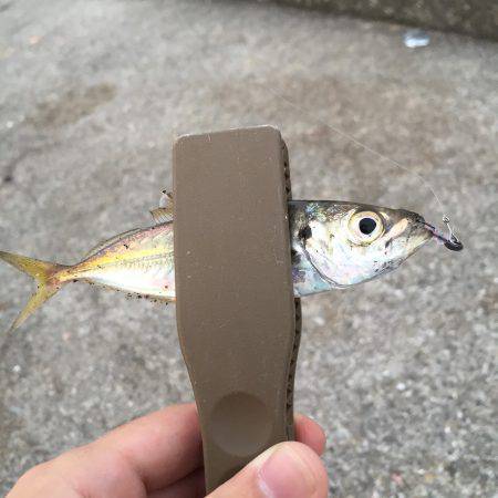 豆アジ→タチウオ