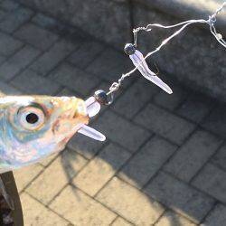 アラバマ豆アジング!