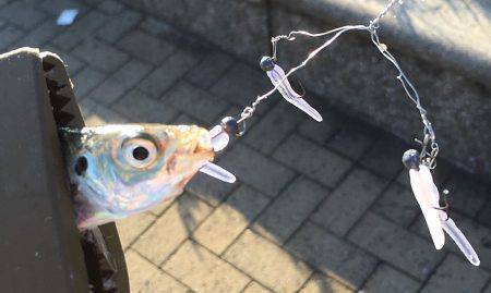 アラバマ豆アジング!