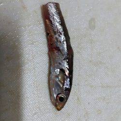 今シーズン初タチウオ