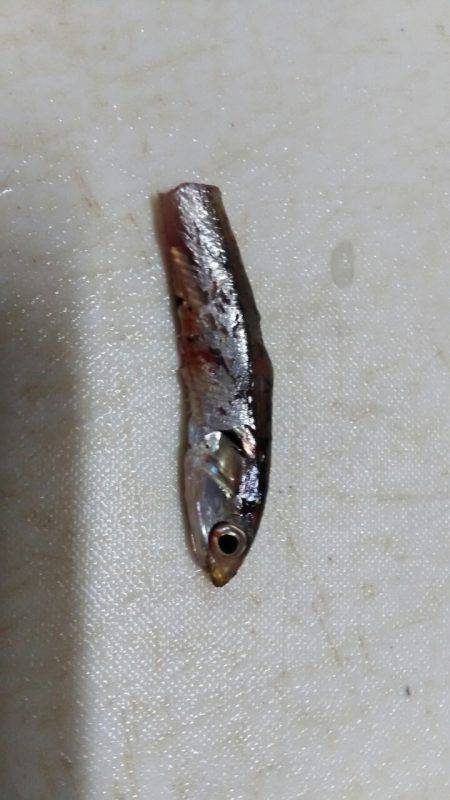 今シーズン初タチウオ