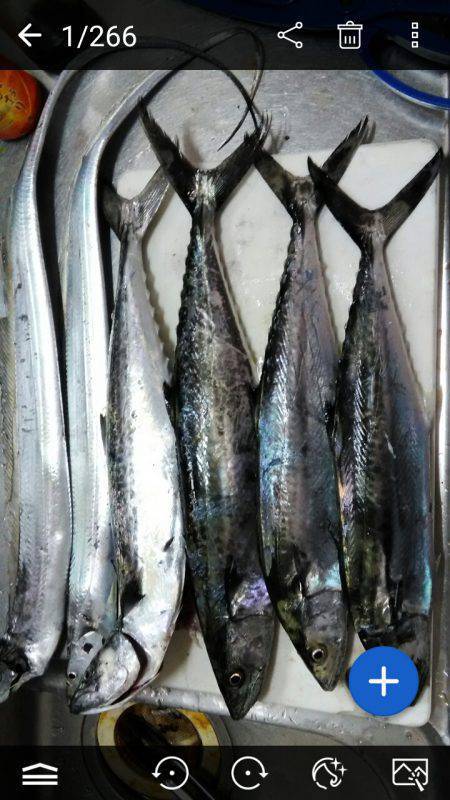 ポートアイランド沖堤防で!