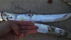 タチウオ ワインド