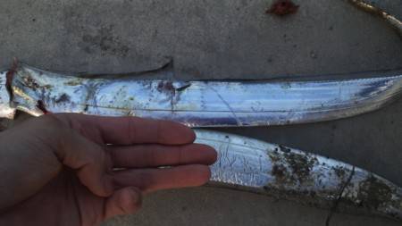 タチウオ ワインド