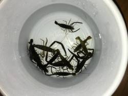 テナガエビ釣り