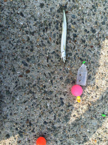 夏のサヨリちゃん