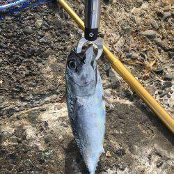 初ソーダカツオ