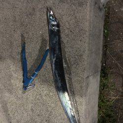 ワインド 釣れました