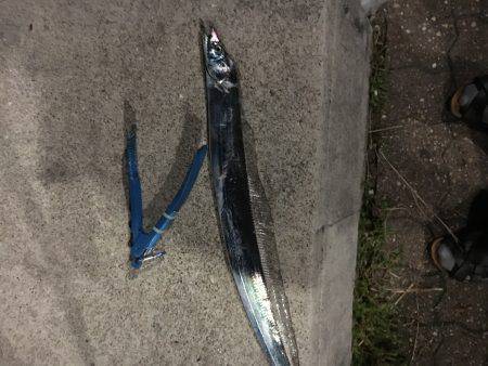 ワインド 釣れました