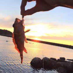 ちょろっとガシリング