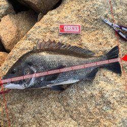 年無しゴジラ^ ^