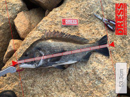 年無しゴジラ^ ^