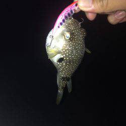 トホホなセイゴ