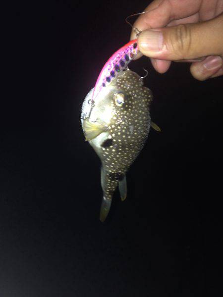 トホホなセイゴ