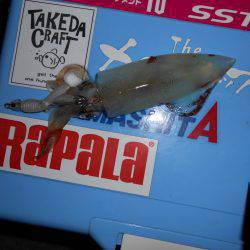 五目ジグヘッドエギDEケンサキ*\\\\\\\\(^o^)/*