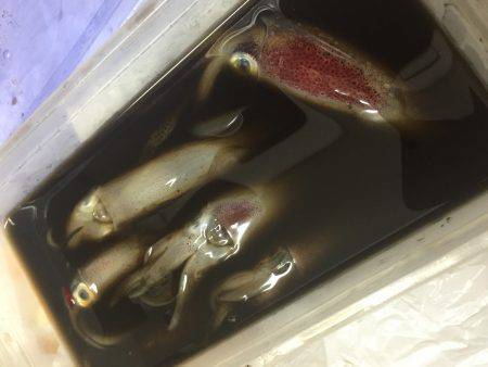 沖漬け作り (笑)