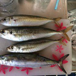 太刀魚のち尺アジ