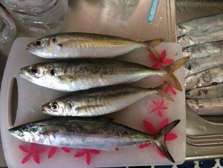 太刀魚のち尺アジ