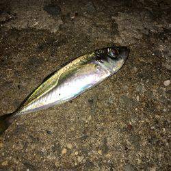 豆アジ、アカイカ