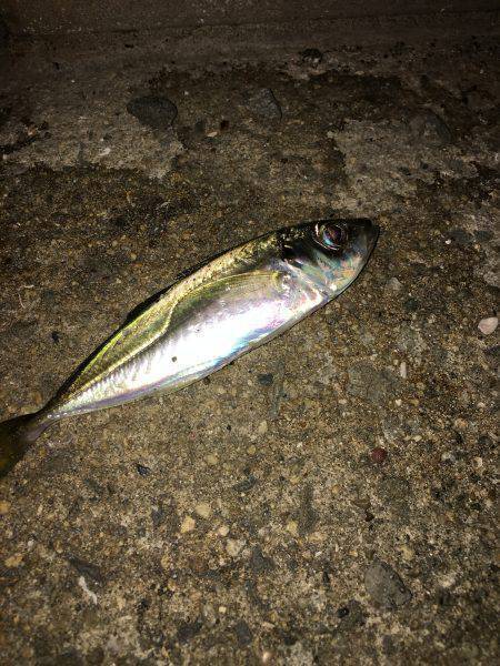 豆アジ、アカイカ