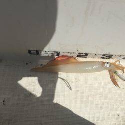 マイボートでイカメタル釣行