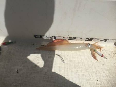 マイボートでイカメタル釣行