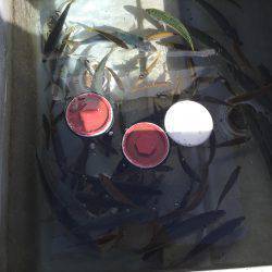 家島沖 丸アジ25〜35㎝