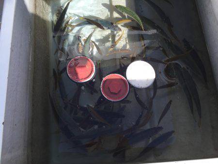 家島沖 丸アジ25〜35㎝