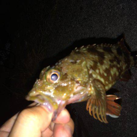 ライトゲームetc