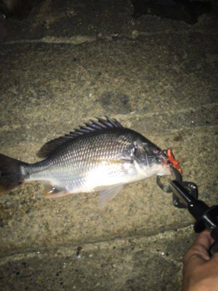 淀川でキビレ。