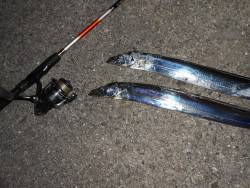 夏太刀魚*\\(^o^)/*